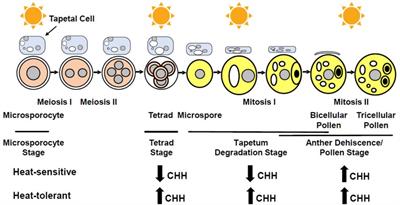 Epigenetic Regulation of Heat Stress in Plant Male Reproduction